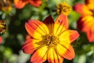 Bidens ferulifolia Blazing Flames