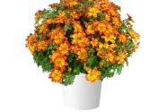 Bidens ferulifolia Blazing Flames