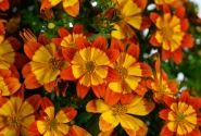 Bidens ferulifolia Blazing Flames