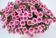 Calibrachoa hybrida Lia Spark Pink (12 cm)