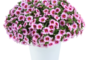 Calibrachoa hybrida Lia Spark Pink (12 cm)
