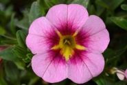 Calibrachoa hybrida Lia Spark Pink (12 cm)