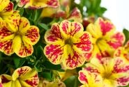 Calibrachoa hybrida Lia Abstract Lemon Cherry