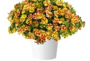 Calibrachoa hybrida Lia Abstract Lemon Cherry