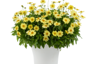 Coreopsis grandiflora Solanna Glow