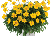 Coreopsis grandiflora Solanna Sunshine