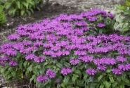 Monarda didyma Leading Lady Plum