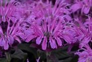 Monarda didyma Leading Lady Plum