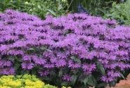 Monarda didyma Leading Lady Plum