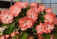 Impatiens Neu-Guinea Sol-Luna Prime Light Salmon
