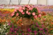 Impatiens Neu-Guinea Sol Luna Prime Light Salmon