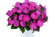 Impatiens Neu-Guinea Sol-Luna Prime Orchid