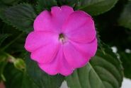 Impatiens Neu-Guinea Sol-Luna Prime Orchid