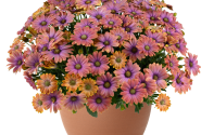 Osteospermum ecklonis Besties Dynamic Bicolor