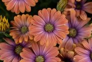 Osteospermum ecklonis Besties Dynamic Bicolor