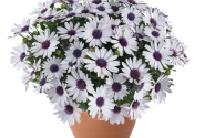 Osteospermum ecklonis Besties Trusty Amethyst