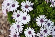 Osteospermum ecklonis Besties Trusty Amethyst