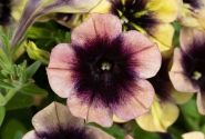 Petunia atkinsiana Ray Shadow