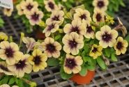 Petunia atkinsiana Ray Shadow