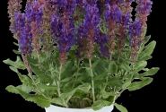 Salvia nemorosa Dark Matter