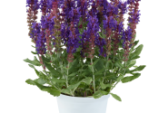 Salvia nemorosa Dark Matter