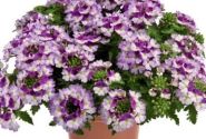 Verbena hybrida Vanessa Compact Bicolor Purple