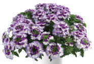 Verbena hybrida Vanessa Compact Bicolor Purple