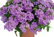 Verbena hybrida Vanessa Compact Lavender
