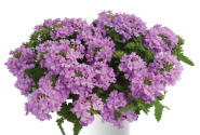 Verbena hybrida Vanessa Compact Lavender