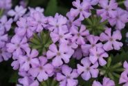 Verbena hybrida Vanessa Compact Lavender