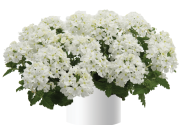 Verbena hybrida Vanessa Compact White