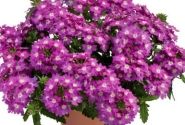 Verbena hybrida Vanessa Compact Violet
