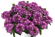 Verbena hybrida Vanessa Compact Violet