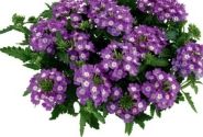Verbena hybrida Vanessa Compact Optik Lavender