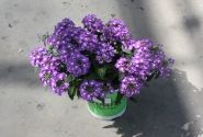 Verbena hybrida Vanessa Compact Optik Lavender