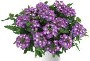 Verbena hybrida Vanessa Compact Optik Lavender