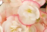 Begonia Ilonas kolekcija Camilla