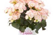 Begonia Ilonas kolekcija Camilla