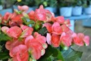 Begonia Ilonas kolekcija Dark Netja