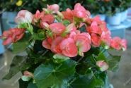 Begonia Ilonas kolekcija Dark Netja