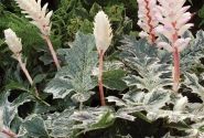 Acanthus mollis Whitewater
