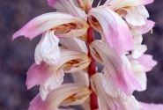 Acanthus mollis Whitewater