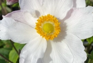 Anemone hybrida Fantasy Elsa