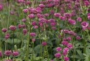 Astrantia major Capri
