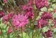 Astrantia major Capri
