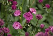 Astrantia major Capri