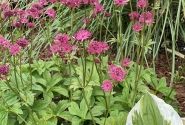 Astrantia major Capri