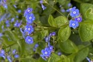 Brunnera macrophylla Caucasian Carpet