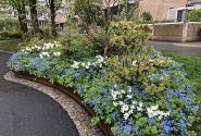 Brunnera macrophylla Caucasian Carpet