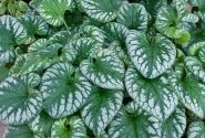 Brunnera macrophylla Emerald Mist